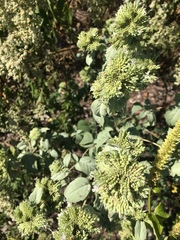 Pycnanthemum incanum