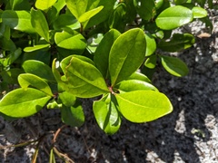 Myrsine cubana