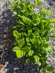 Myrsine cubana