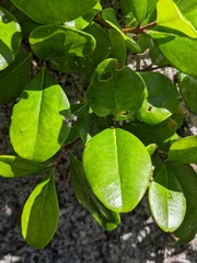 Myrsine cubana