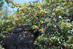 Fremontodendron decumbens