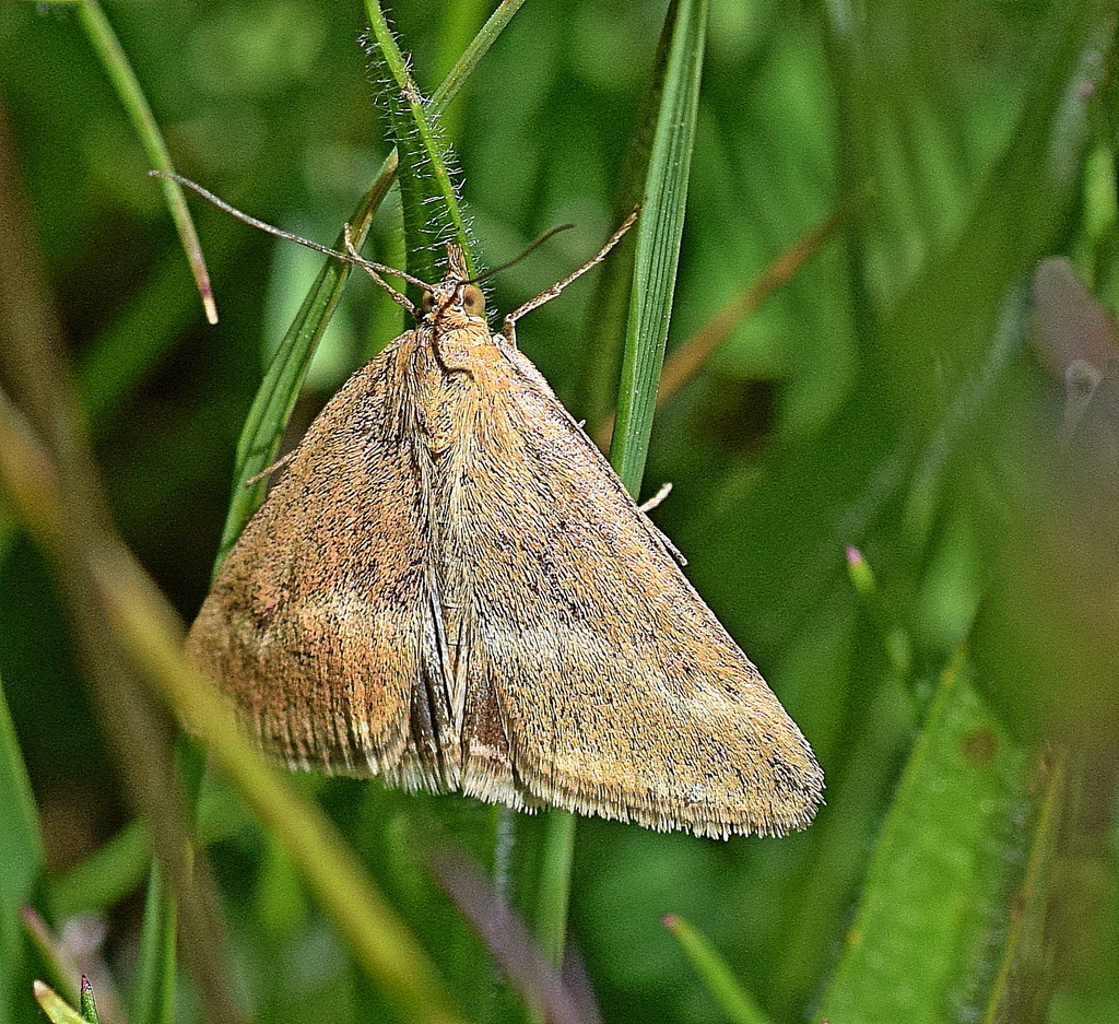 Pyrausta aerealis