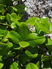 Myrsine cubana