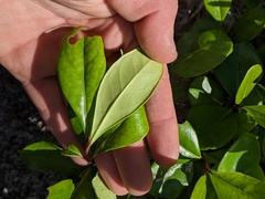 Myrsine cubana