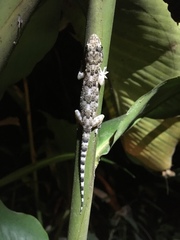 Hemidactylus mabouia