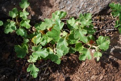 Fremontodendron decumbens