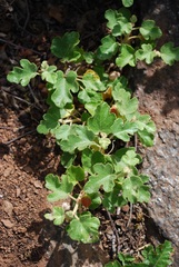 Fremontodendron decumbens
