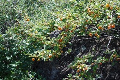 Fremontodendron decumbens
