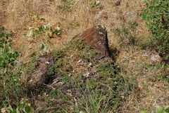 Ceanothus roderickii