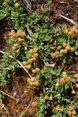 Ceanothus roderickii