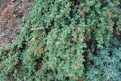 Fremontodendron decumbens