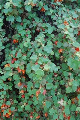 Fremontodendron decumbens