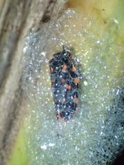Mahanarva costaricensis