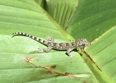 Hemidactylus mabouia