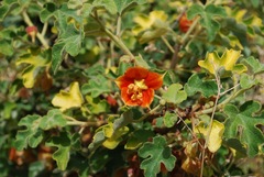 Fremontodendron decumbens