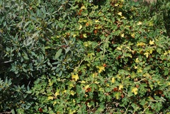 Fremontodendron decumbens