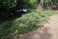 Fremontodendron decumbens