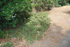 Fremontodendron decumbens