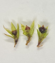 Physcomitrium immersum