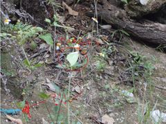 Sceloporus minor cyaneus