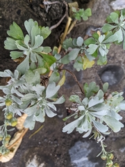 Crossostephium chinense