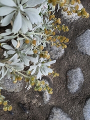 Crossostephium chinense