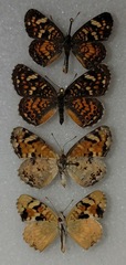 Phyciodes picta