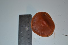 Lactarius substriatus