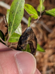 Phytomyza glabricola