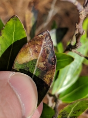 Phytomyza glabricola