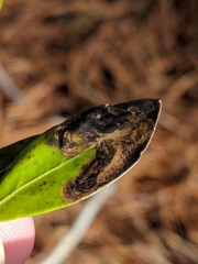 Phytomyza glabricola
