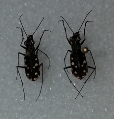 Cicindela sedecimpunctata