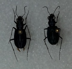 Cicindela nigrocoerulea