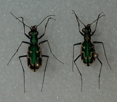 Ellipsoptera marutha