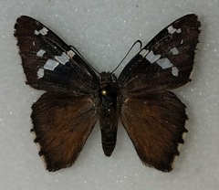 Codatractus arizonensis