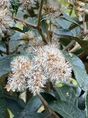 Critoniopsis bogotana