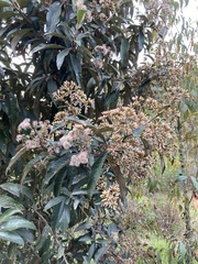 Critoniopsis bogotana