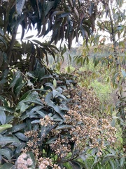 Critoniopsis bogotana