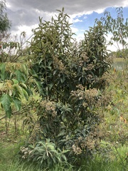 Critoniopsis bogotana