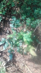 Berberis alpina