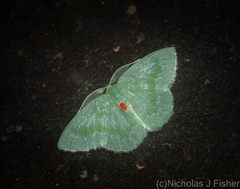 Prasinocyma lychnopasta