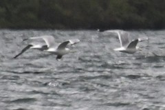 Larus brachyrhynchus