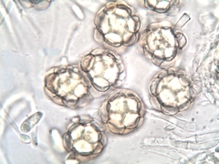 Hypomyces papulasporae
