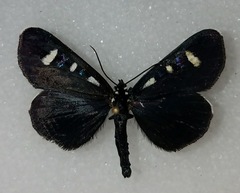 Alypiodes bimaculata