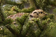 Canachites canadensis