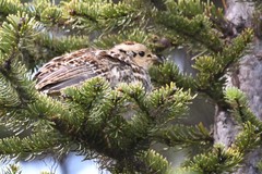 Canachites canadensis