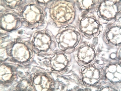 Hypomyces papulasporae