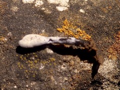 Hypomyces papulasporae