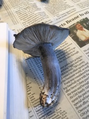 Entoloma medianox