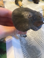 Entoloma medianox